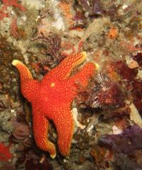 Fromia schultzei
