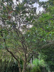 Psidium friedrichsthalianum
