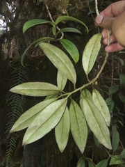 Pentacalia