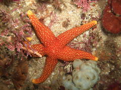 Fromia schultzei