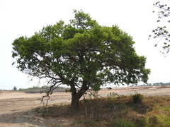 Coccoloba barbadensis