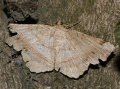 Chiasmia monticolaria