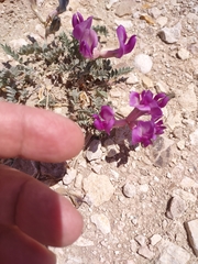 Astragalus missouriensis