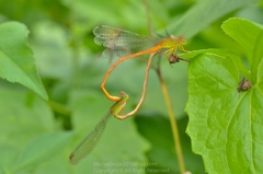 Ceriagrion auranticum