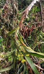 Maxillaria aurea