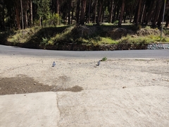 Columba livia