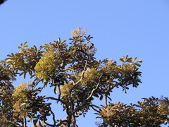 Didymopanax macrocarpus