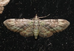 Gymnoscelis