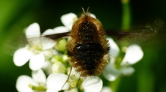 Bombylius major