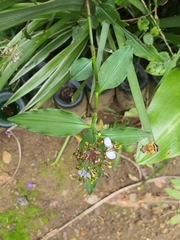Aneilema dregeanum