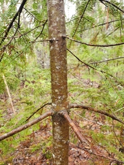 Abies balsamea image
