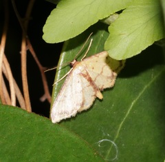 Idaea impexa