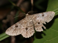 Cleora repulsaria