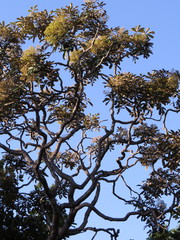 Didymopanax macrocarpus