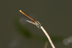 Platycnemis acutipennis