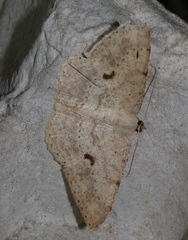 Luxiaria mitorrhaphes