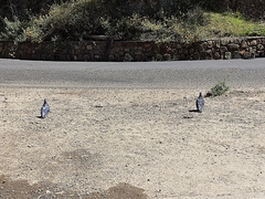 Columba livia