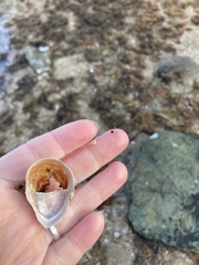 Crepidula onyx