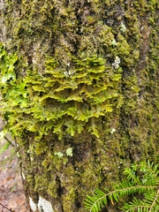 Neckera pennata image