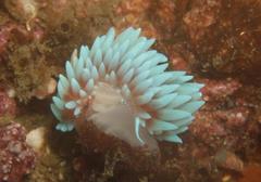 Proctonotidae