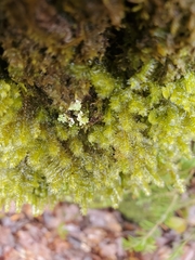 Neckera pennata image