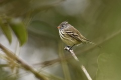 Anairetes flavirostris