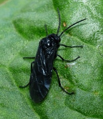 Phymatocera aterrima