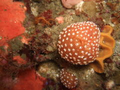 Eudistoma