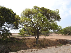 Coccoloba barbadensis