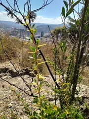 Berberis boliviana