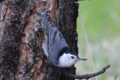 Sitta carolinensis tenuissima