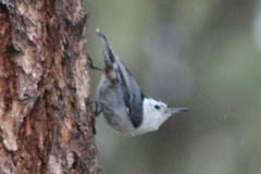 Sitta carolinensis tenuissima