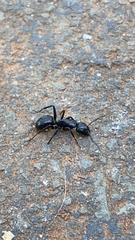 Camponotus laevigatus