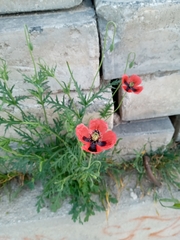 Papaver rhoeas