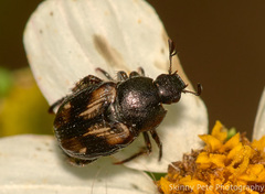 Strigoderma pygmaea