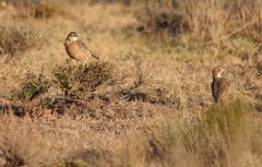 Chersomanes albofasciata albofasciata