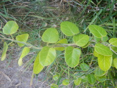 Cynanchum obtusifolium