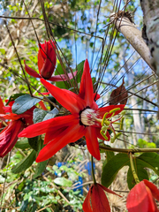 Passiflora speciosa