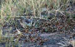 Crithagra atrogularis impigra