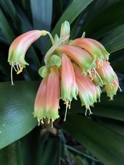 Clivia gardenii