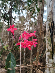 Ruellia curviflora
