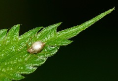 Microlophium carnosum