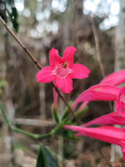 Ruellia curviflora