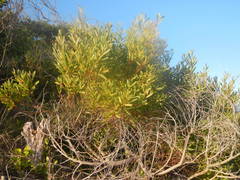 Olea exasperata