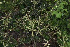 Quercus × leana