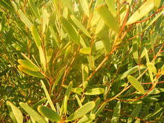 Olea exasperata