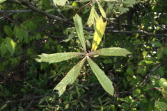 Quercus × leana