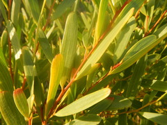 Olea exasperata