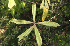 Quercus × leana