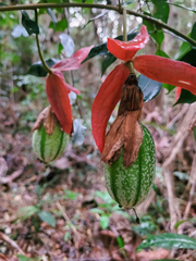 Passiflora speciosa
